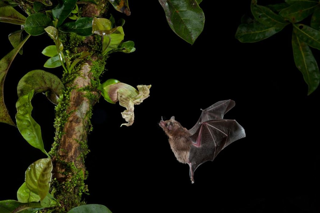 Хэллоуин еще не кончился: лучшие фотографии летучих мышей от NatGeo - Изображение 13 Хэллоуин еще не кончился: лучшие фотографии летучих мышей от NatGeo - Изображение 13
